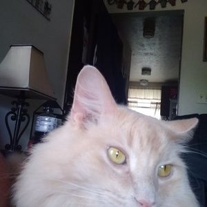 Meet your Posher, Wanda